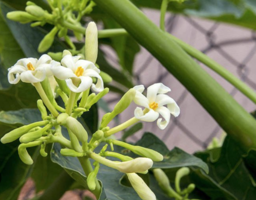 công dụng hoa đu đủ đực